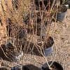Myrica gale (bog myrtle) ready now  2L