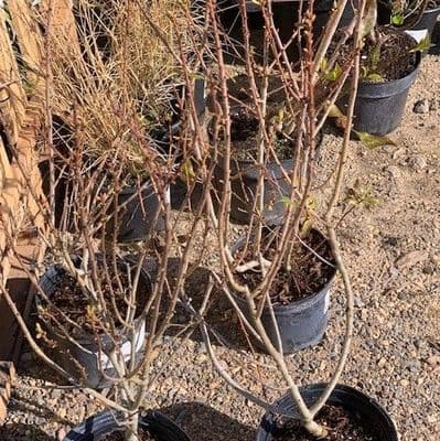 Myrica gale (bog myrtle) ready now  2L