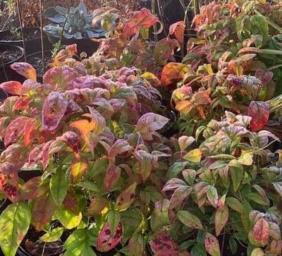 Nandina domestica 'Firepower'  5L