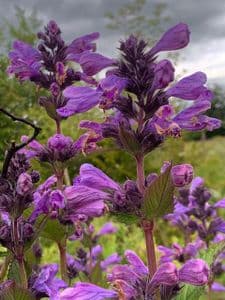 Nepeta 'Blue Dragon' 3L   SOLD OUT