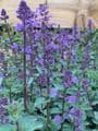 Nepeta faasseni 'Purrsian Blue'  SOLD OUT  2L