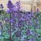 Nepeta faasseni 'Purrsian Blue'  SOLD OUT  2L