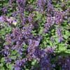 Nepeta faassenii 'Blue Wonder'  9cm