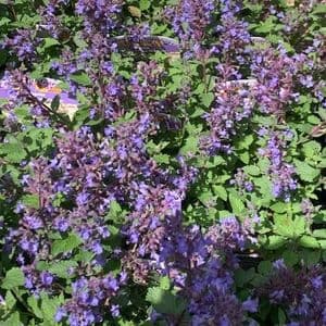 Nepeta faassenii 'Blue Wonder'  9cm