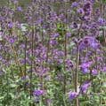 Nepeta fassenii (mussinii) catmint 2L
