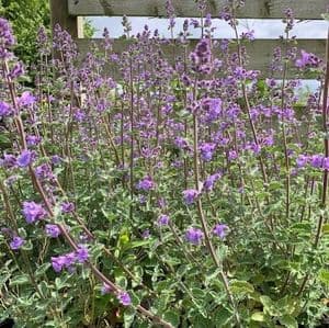 Nepeta fassenii (mussinii) catmint 2L