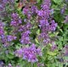 Nepeta 'Kitcat' (catmint)  2L