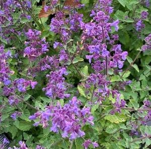 Nepeta 'Kitcat' (catmint)  2L