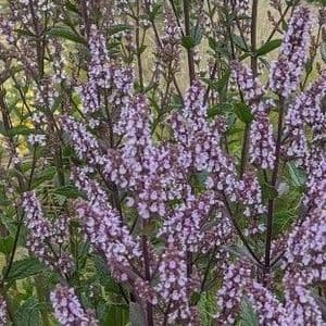 Nepeta 'Romany Dusk'  9cm   SOLD OUT