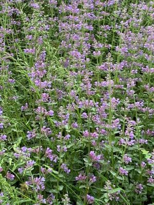 Nepeta 'Six Hills Giant' (catmint)  5L