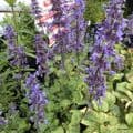 Nepeta 'Summer Magic'  (grandiflora)  2L