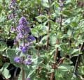 Nepeta 'Summer Magic'  (grandiflora)  2L