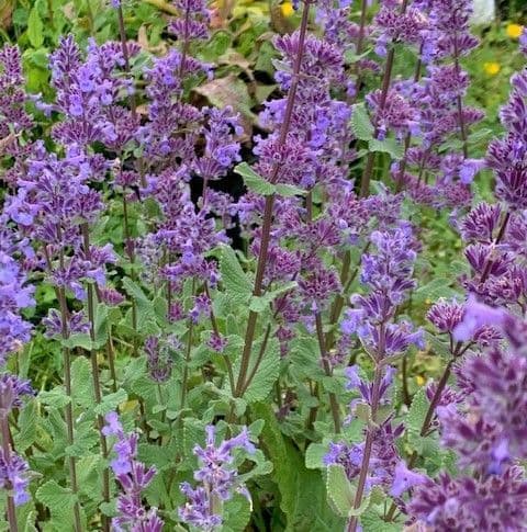 Nepeta 'Summer Magic'  (grandiflora)  2L