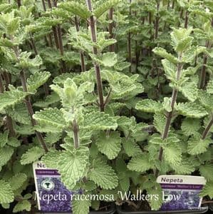 Nepeta 'Walker's Low' (catmint)  2L
