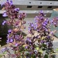 Nepeta 'Whispurr Blue'  2L