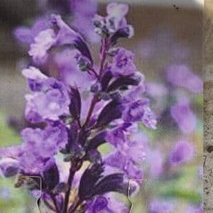 Nepeta 'Whispurr Blue'  2L