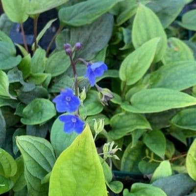 Omphaloides cappadocica 'Cherry Ingram' 9cm