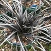 Ophiopogon nigrescens   1L