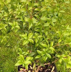 Osmanthus x burkwoodii 7.5L  60-80cmH