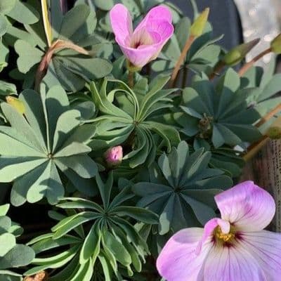 Oxalis adenophylla (pink)  9cm
