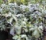 Pachysandra terminalis  2L