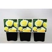 Paeonia 'Primavera'  lact.   2.5L