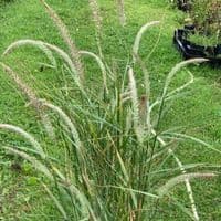 Pennisetum 'Fairy Tails' (orientale)   5L