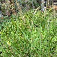 Pennisetum 'Fairy Tails' (orientale)   5L