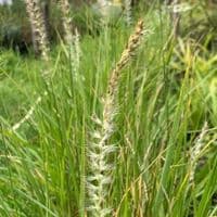 Pennisetum 'Fairy Tails' (orientale)   5L