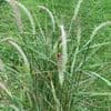 Pennisetum 'Fairy Tails' (orientale)   5L
