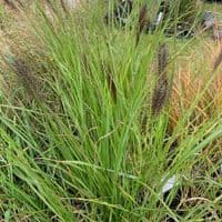 Pennisetum  'Red Head'  (fountain grass)  2L