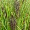 Pennisetum  'Red Head'  (fountain grass)  2L