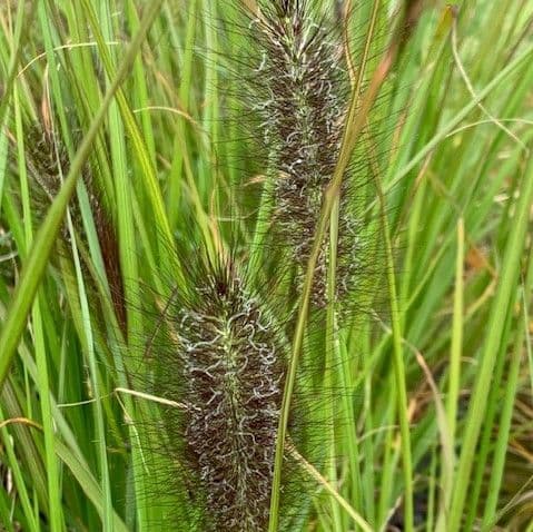Pennisetum  'Red Head'  (fountain grass)  2L