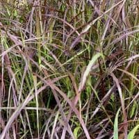 Pennisetum setaceum rubrum  2L