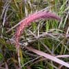 Pennisetum setaceum rubrum  2L