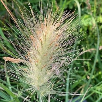 Pennisetum villosum 2L