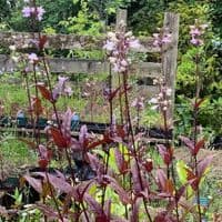 Penstemon digitalis 'Husker's Red' 2L