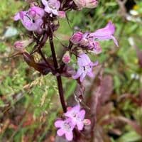 Penstemon digitalis 'Husker's Red' 2L