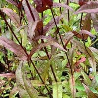 Penstemon digitalis 'Husker's Red' 2L