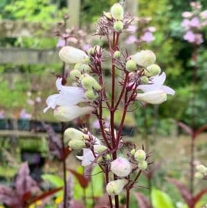 Penstemon digitalis 'Husker's Red' 2L