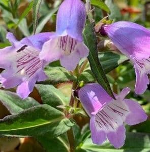 Penstemon 'Sour Grapes'  3L  SOLD OUT