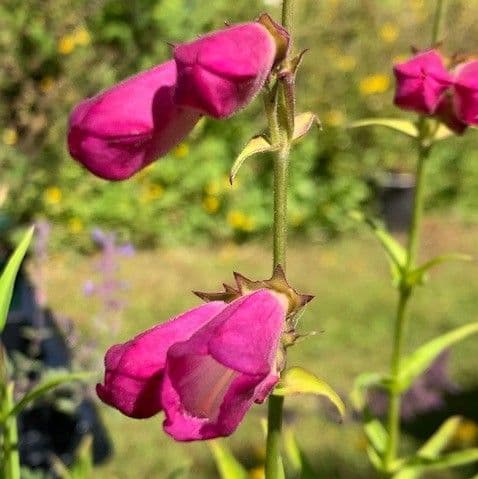Penstemon 'Tayberry Ice'  2L  SOLD OUT