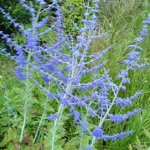Perovskia atrip. 'Blue Spire'  5L  READY AUGUST