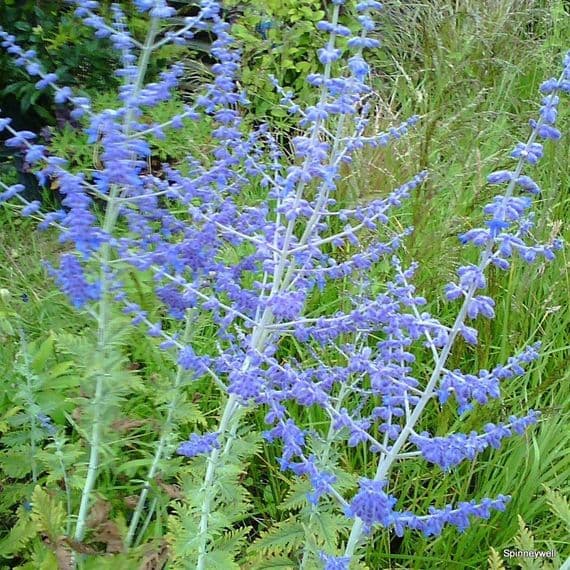 Perovskia atrip. 'Blue Spire'  5L  READY AUGUST