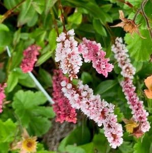 Persicaria affinis 'Superba' 3L