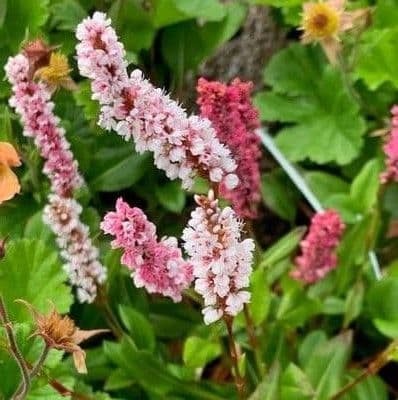 Persicaria affinis 'Superba' 3L