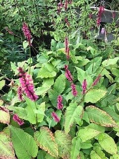 Persicaria amplexicaulis 'Firetail'  5L
