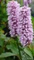 Persicaria bistorta superba 3L