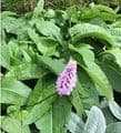 Persicaria bistorta superba 3L