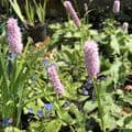Persicaria bistorta superba 3L